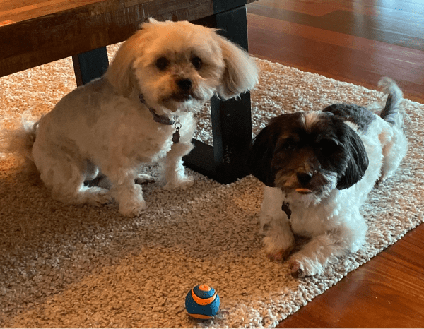 Dagny and Chewy sitting with a ball nearby.